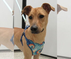 Unknown-Whippet Mix Dogs for adoption in Conroe, TX, USA