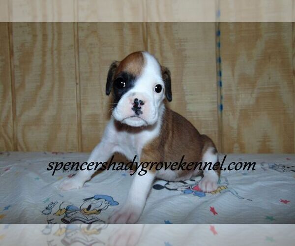 Medium Photo #4 Boxer Puppy For Sale in CABOOL, MO, USA