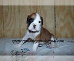 Small #3 Boxer