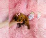 Small Photo #20 Poodle (Toy) Puppy For Sale in PEMBROKE PINES, FL, USA