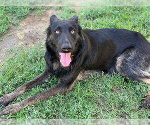 German Shepherd Dog Dogs for adoption in Riverside, CA, USA