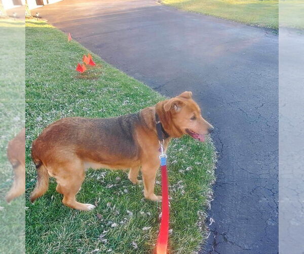Medium Photo #3 Mutt Puppy For Sale in Springdale, PA, USA