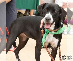 Melody - Female Lab-Pointer Dog for Adoption
