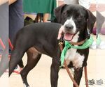 Melody - Female Lab-Pointer Dog for Adoption - Small photo