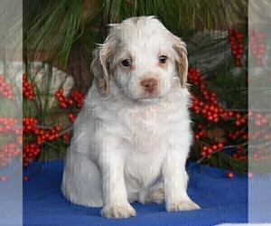 Cocker Spaniel-Poodle (Miniature) Mix Puppy for sale in MILLERSBURG, PA, USA