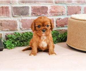 Cavalier King Charles Spaniel Puppy for sale in SYRACUSE, IN, USA