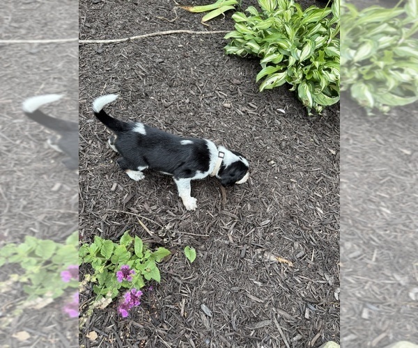 Medium Photo #33 Bernedoodle-Bluetick Coonhound Mix Puppy For Sale in RINGTOWN, PA, USA