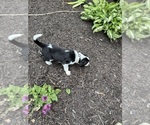 Small Photo #33 Bernedoodle-Bluetick Coonhound Mix Puppy For Sale in RINGTOWN, PA, USA