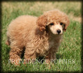 Small Photo #19 Poodle (Miniature) Puppy For Sale in COPPOCK, IA, USA
