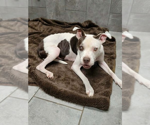Medium Photo #12 Boxer-Unknown Mix Puppy For Sale in New York, NY, USA