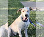 Small #4 Labrador Retriever Mix