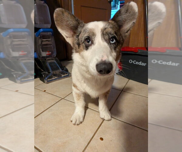 Medium Photo #3 Mutt Puppy For Sale in Vail, AZ, USA