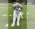 Small #2 Great Pyrenees Mix