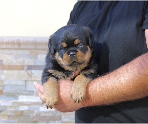 Medium Photo #3 Rottweiler Puppy For Sale in LA TUNA CANYON, CA, USA