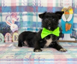 Ratshire Terrier Puppy for sale in LANCASTER, PA, USA