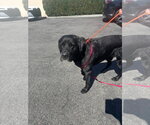 Small #3 Labrador Retriever Mix