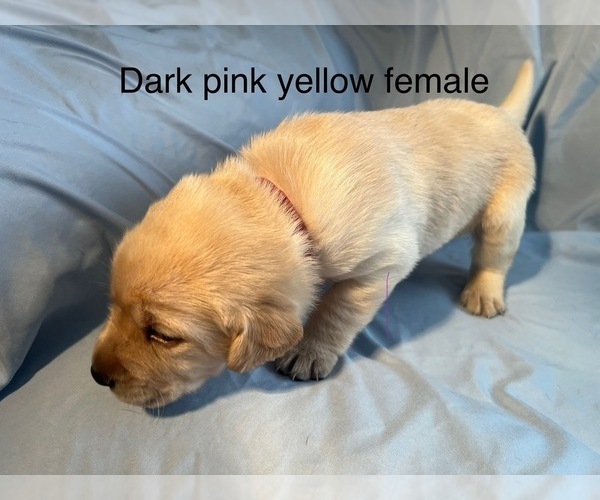 Medium Photo #6 Labrador Retriever Puppy For Sale in NOTTINGHAM, PA, USA