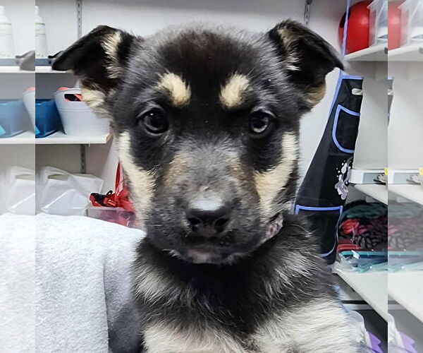 Medium Photo #4 Mutt Puppy For Sale in Fargo, ND, USA