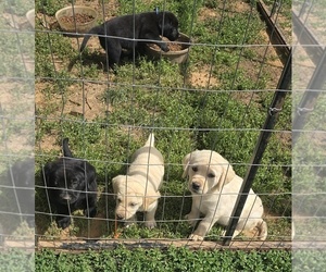 Labrador Retriever Puppy for sale in WESTFIELD, NC, USA