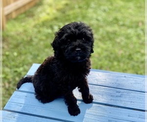 Bernedoodle Puppy for sale in LAKE PANASOFFKEE, FL, USA