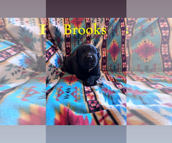 Medium Photo #1 Labrador Retriever-Unknown Mix Puppy For Sale in Duluth, MN, USA