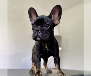 French Bulldog Puppy for sale in ATLANTA, GA, USA