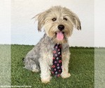 Small #1 Silky Terrier Mix
