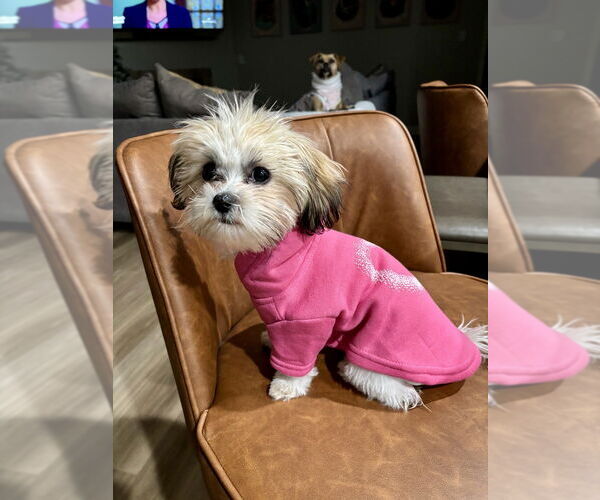 Medium Photo #2 Shih Tzu Puppy For Sale in Mooresville, NC, USA