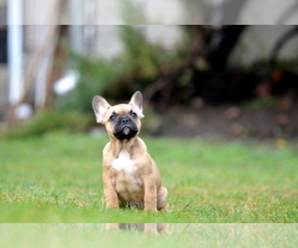 Medium Photo #17 French Bulldog Puppy For Sale in Kiskoros, Bacs-Kiskun, Hungary