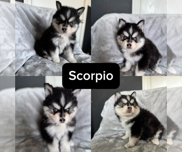 Medium Photo #6 Pomsky Puppy For Sale in HOMELAND, CA, USA