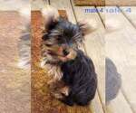 Small #10 Yorkshire Terrier