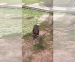 Small #1 German Shepherd Dog