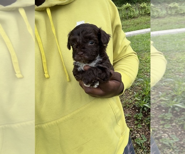 Medium Photo #5 YorkiePoo Puppy For Sale in VANCEBURG, KY, USA