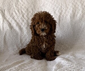 Cavapoo (Miniature) Puppy for sale in THORP, WI, USA