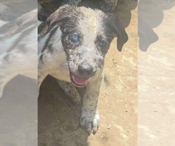 Medium Photo #2 Australian Shepherd-Unknown Mix Puppy For Sale in Aurora, IN, USA