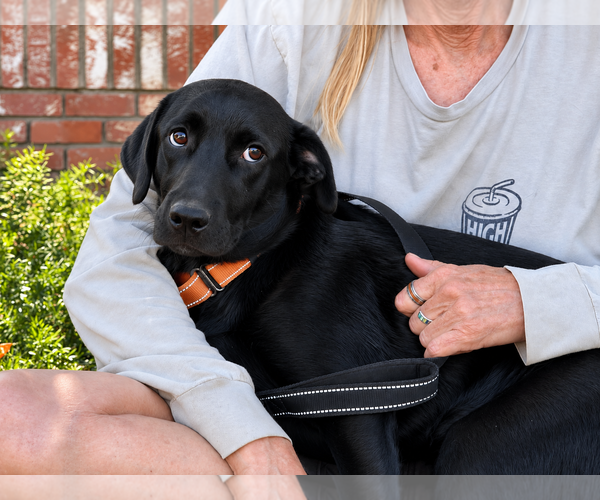 Medium Photo #1 Labrador Retriever Puppy For Sale in Clovis, CA, USA