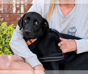 Labrador Retriever Dogs for adoption in Clovis, CA, USA