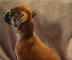 Small Photo #6 Boxer Puppy For Sale in SLATON, TX, USA