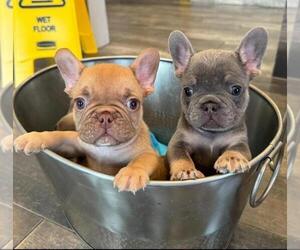 French Bulldog Puppy for sale in KATY, TX, USA