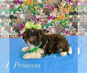 Yorkipoo Puppy for sale in WINNSBORO, LA, USA