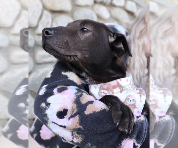 Medium Photo #11 Chinese Shar-Pei-Labrador Retriever Mix Puppy For Sale in Dana Point, CA, USA
