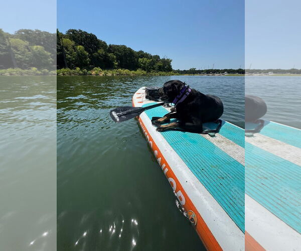 Medium Photo #7 Labrador Retriever-Unknown Mix Puppy For Sale in Fort Worth, TX, USA