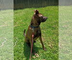 Small #3 Labrador Retriever Mix