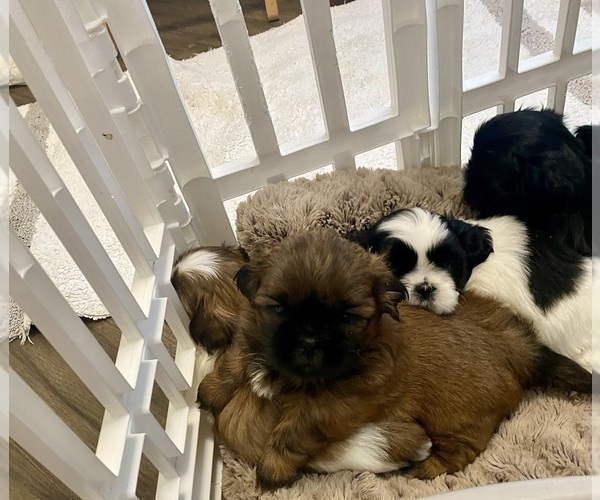 Medium Photo #4 Shih Tzu Puppy For Sale in KETTLE FALLS, WA, USA