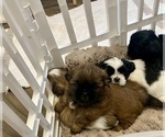 Small #3 Shih Tzu