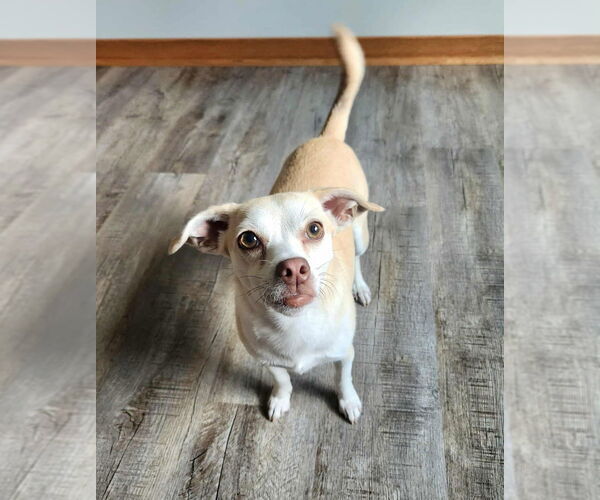 Medium Photo #12 Chihuahua-Unknown Mix Puppy For Sale in Plymouth, MN, USA