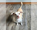 Small #11 Chihuahua Mix