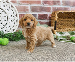 Small #17 Poodle (Miniature)