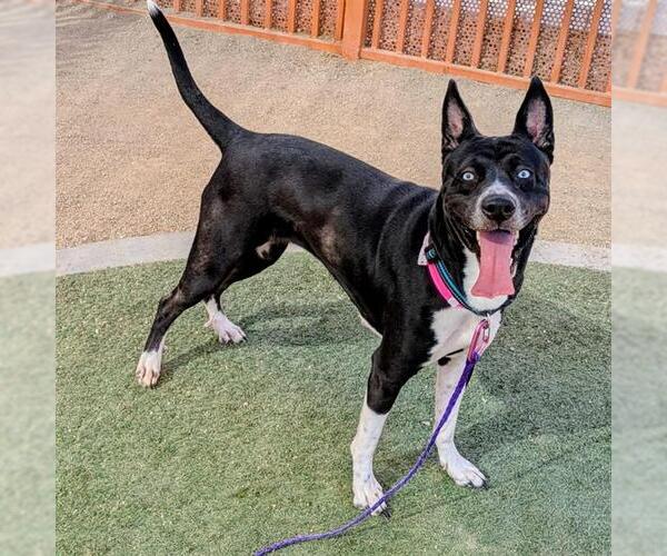 Medium Photo #1 Siberian Husky-Unknown Mix Puppy For Sale in Las Vegas, NV, USA