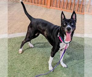 Siberian Husky-Unknown Mix Dogs for adoption in Las Vegas, NV, USA